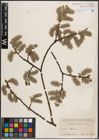 Foto von Salix caprea L.